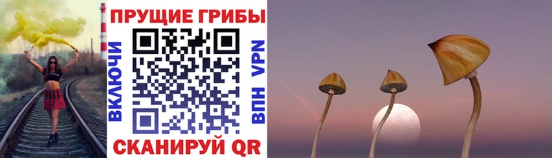 Купить  Ухта  Галлюциногенные грибы Psilocybine cubensis 